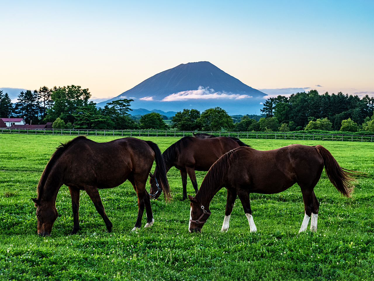 牧草地の馬