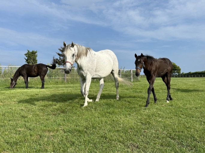 メジロの伝統を継ぐ繁殖牝馬