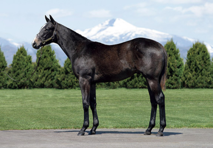 アルメイダミノル