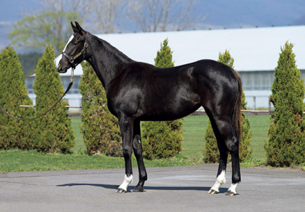 シホノコプント