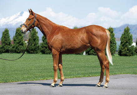 ヴァナディースの2018