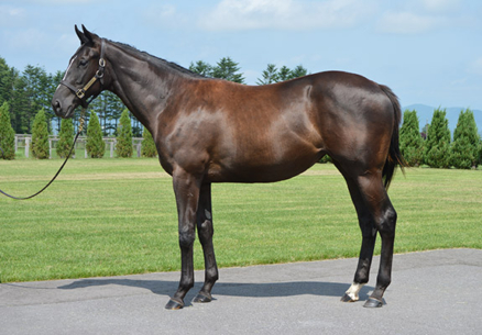 シゲルデカスロン