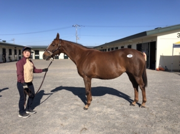 ジェイエス繁殖牝馬セールで新しい繁殖牝馬を導入しました
