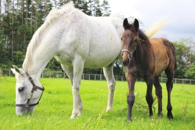 ノーザンファーム繁殖牝馬セールについて