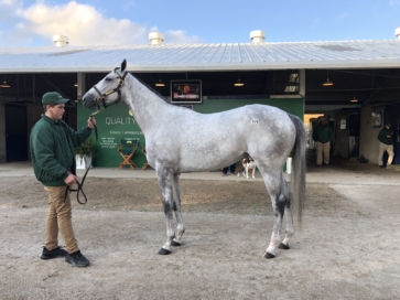 米国 Fasig-Tipton November Saleにて、繁殖牝馬を購入