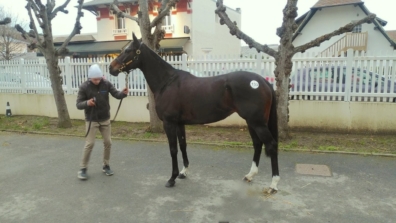 仏国 ARQANA Breeding Stock Sale 2019にて、繁殖牝馬を購入