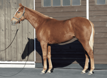 ヴァナディースの18募集のお知らせ