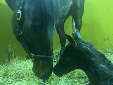 2020年産第一号誕生