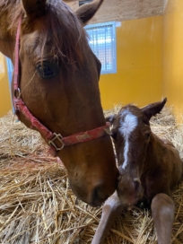 2020年産駒が続々誕生しています。Vol.1