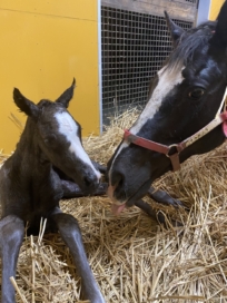 2020年産駒が続々誕生しています。Vol.2