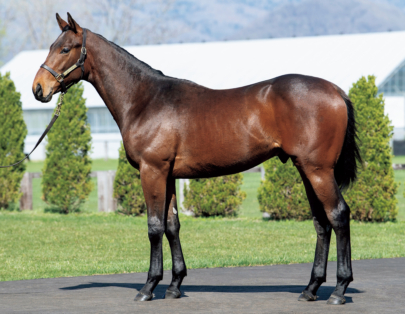 シホノディレット