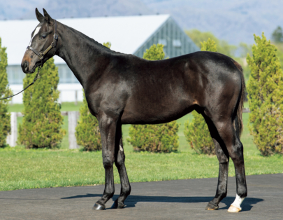 シホノスペランツァ