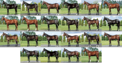 2020年7月13日開催 JRHAセレクトセールに上場する全馬の情報を公開しました。