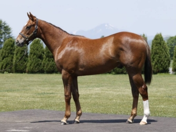 レーヌドブリエの2019募集のお知らせ。