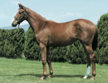 レッドエルザの2019募集のお知らせ