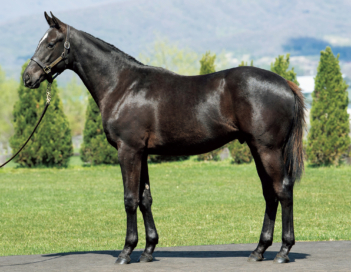 デックドアウト2019満口御礼