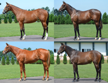 2020年8月25日開催 HBAサマーセール1日目に上場する全馬の情報を公開しました。