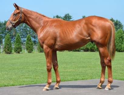 ヴァモスロード