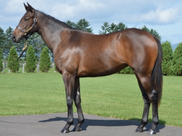 HBAオータムセール上場のお知らせ