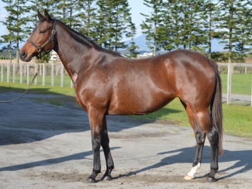 メジロミドウ [上場番号 41]ノーザンファーム繁殖牝馬セール2020