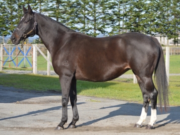 ルージュクール [上場番号 36]ノーザンファーム繁殖牝馬セール2020