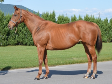 スターシンフォニー [上場番号 22]ノーザンファーム繁殖牝馬セール2020