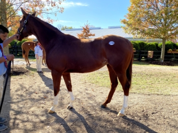 米国 Fasig-Tipton November Saleにて、繁殖牝馬を購入しました。