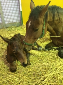 獣医師募集のお知らせ