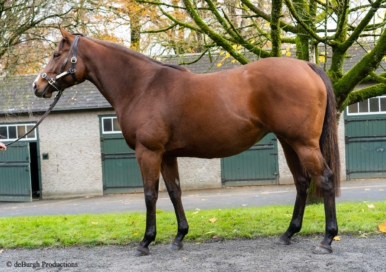 英国Tattersallsにて、繁殖牝馬を購入しました。