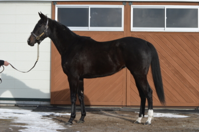 ジェイエス冬季繁殖牝馬セール上場のお知らせ。