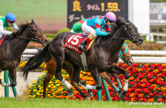 クールキャット