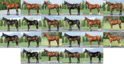 セレクトセール2021完売御礼