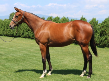 2021年8月25日 HBAサマーセール上場馬の情報を公開しました