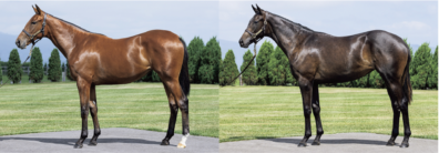 メジロシャレード20＆ハヴユーゴーンアウェイ20 満口御礼