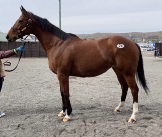 新たな繁殖牝馬を導入いたしました。