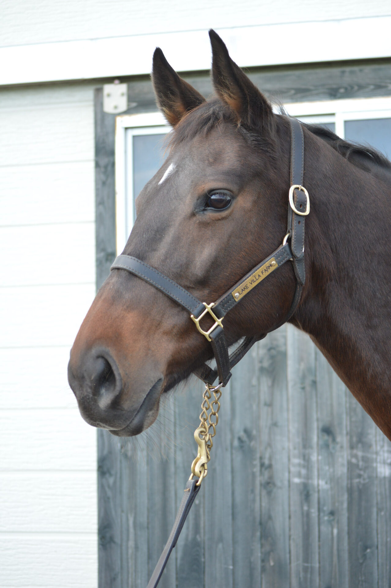 NF繁殖牝馬セールにてストラスペイ号を御購買いただきました