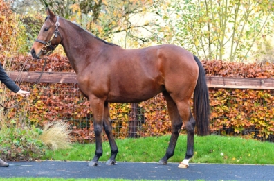 仏国ARQANA社のDecember Breeding Stock Sale 2021にて、繁殖牝馬を購入いたしました。