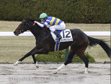 生産馬 ターゲサンブルック号 優勝