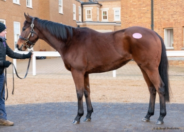 英国 Tattersalls December Mare Sale 2021にて、繁殖牝馬を購入しました