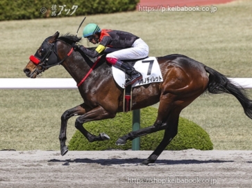 生産馬 シホノディレット号 優勝