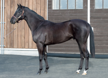 シルクホースクラブの追加募集に当牧場の生産馬が登場