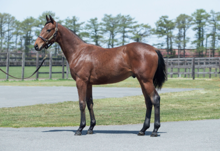 サンライズガッツ