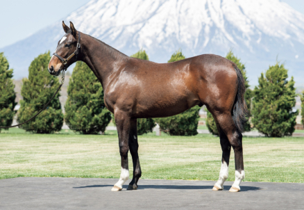 シホノヴェローチェ