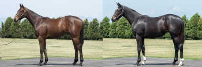 2022年7月26日、27日開催 HBAセレクションセール 上場馬ページを公開