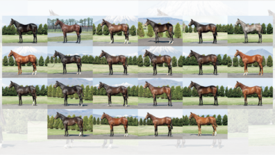 セレクトセール2022完売御礼