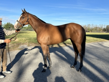 米国Fasigtipton-November saleにて2頭の繁殖牝馬を導入