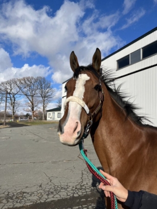 アーミーワイフ