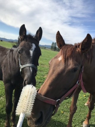 デックドアウト