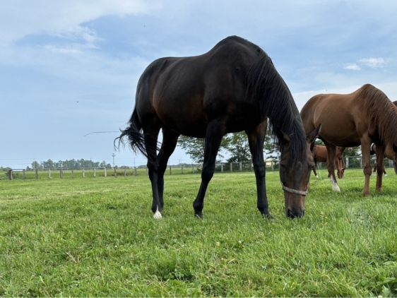 エンブレマータ