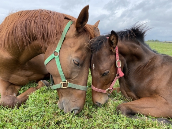 フェアリーダンス